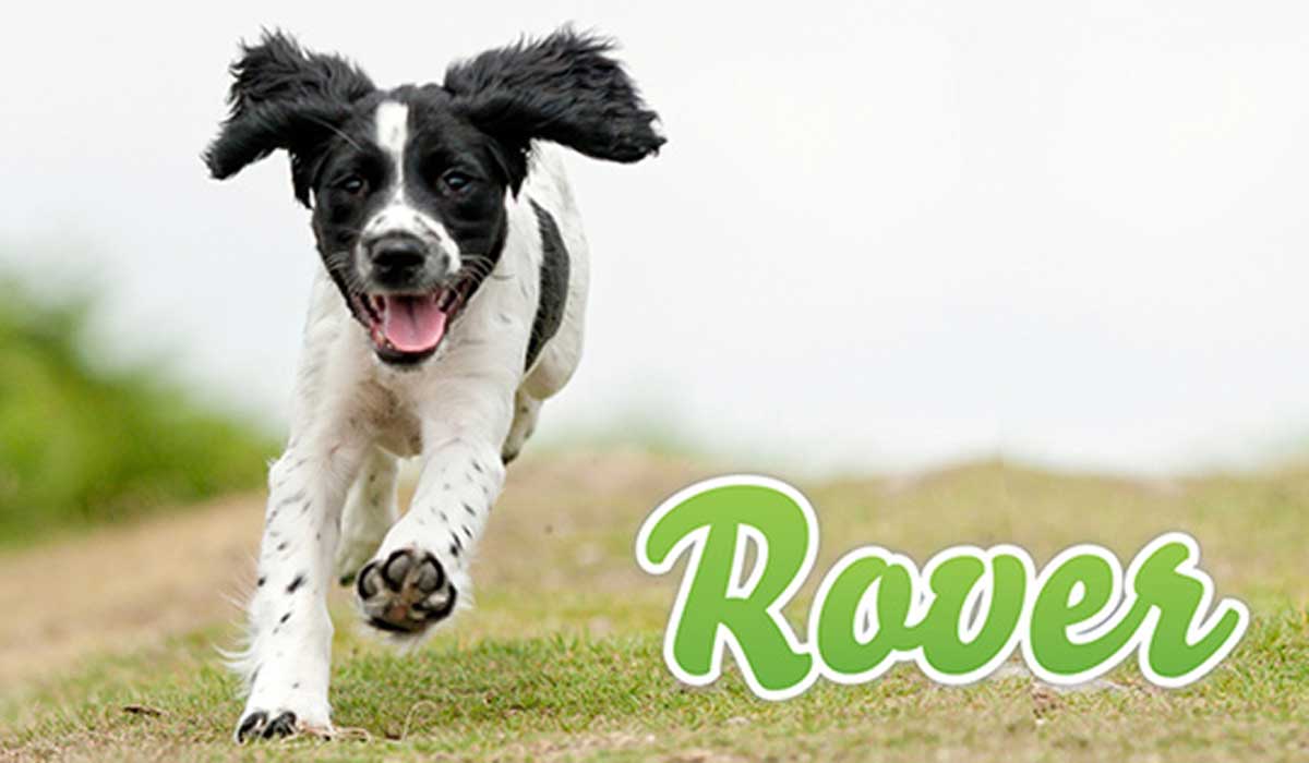 Is Rover Com Only For Dogs